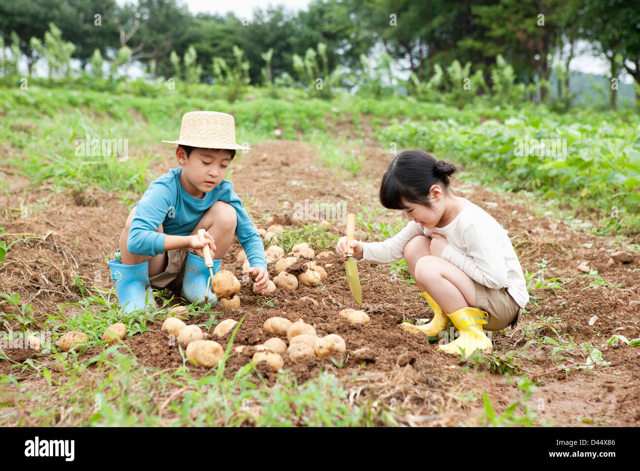 I bambini la raccolta di patate insieme in una fattoria Foto Stock