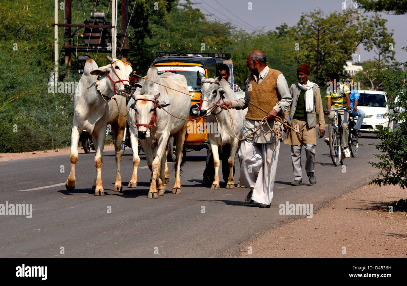 Gli acquirenti di guidare il loro torelli indietro home durante la fiera del bestiame nella parte occidentale della città indiana di Nagaur, in Rajasthan Foto Stock