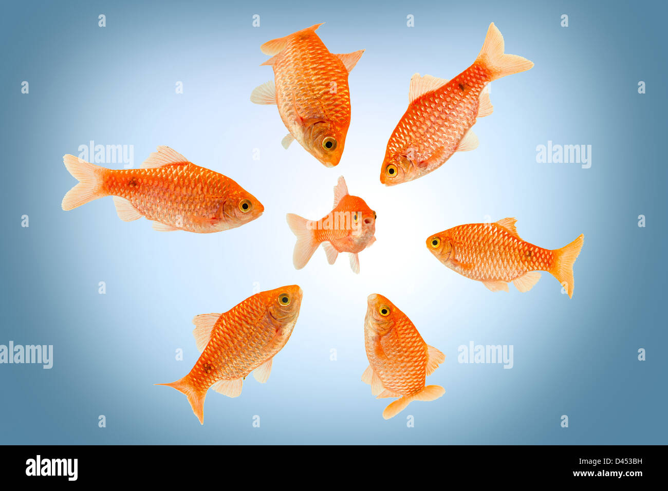 Un groupe di grossi pesci che circonda un piccolo pesce Foto Stock