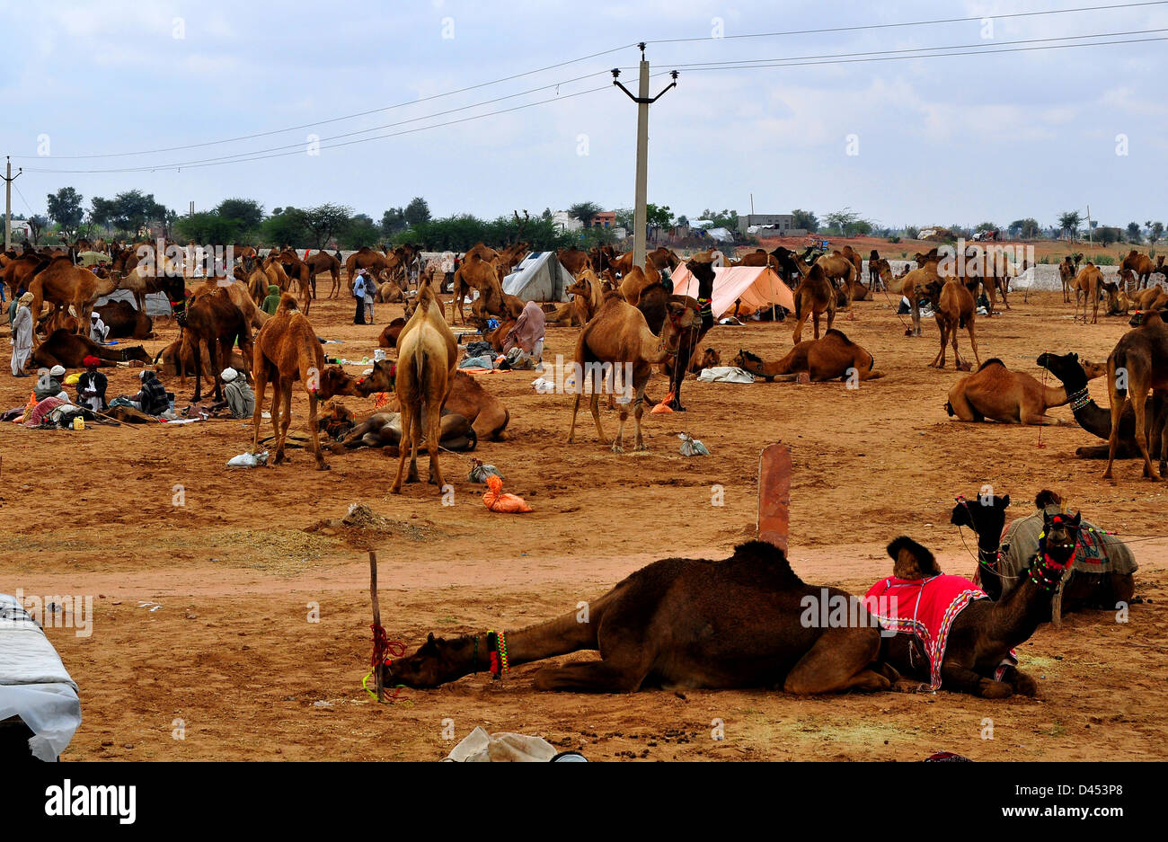 I cammelli per la vendita di stand in un campo presso la fiera del bestiame nella parte occidentale della città indiana di Nagaur, in Rajasthan Foto Stock
