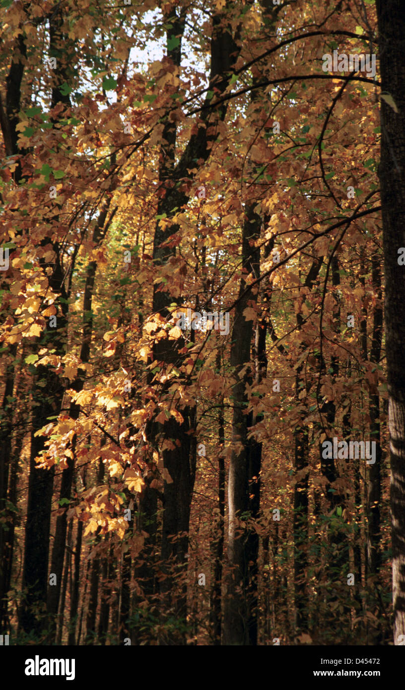 Giallo Foglie di autunno in foresta Skyline Drive Virginia Foto Stock