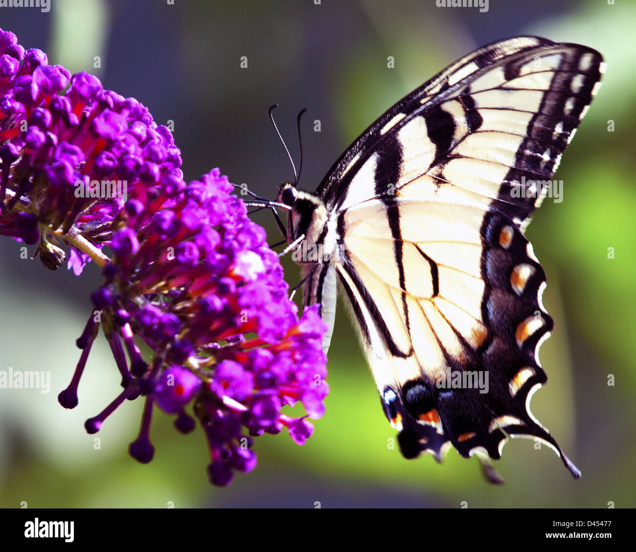 Farfalla a coda di rondine su un imporpori fiore, Foto Stock