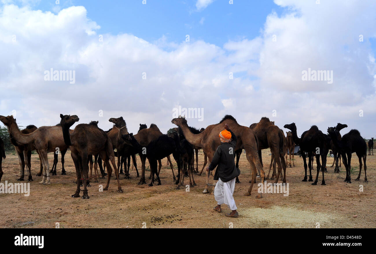 Camel herder con i suoi cammelli a una fiera del bestiame nella parte occidentale della città indiana di Nagaur, in Rajasthan Foto Stock