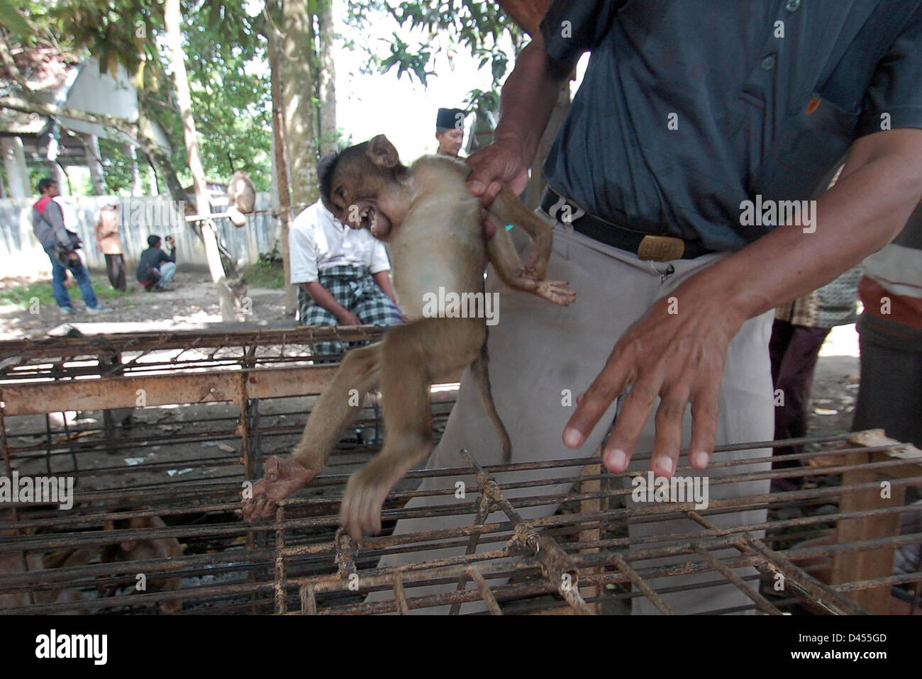 Febbraio 20, 2013 - Pariaman, a ovest di Sumatra, Indonesia - Pariaman, a ovest di Sumatra, Indonesia - 05 Marzo: Foto scattata Febbraio 20, 2013. Un commerciante vende baby di scimmia spiralina al prezzo di Rp 100.000, - (U.S.A. $ 12,00) il 20 febbraio 2013 in Sungai Sariak mercato, Pariaman, a ovest di Sumatra, Indonesia..Pigtail monkey baby (Macaca Nemestrina) venduti Prezzo di partenza di Rp 100.000 (US $ 12,00) fino a Rp 250.000 (US $ 27.00) per un bambino in Sungai Sariak mercato del bestiame, Pariaman, a ovest di Sumatra, Indonesia..'' per i maschi di scimmia venduto Rp 120.000 (US $ 14.00), mentre le femmine sono più costosi di scimmia che Rp 250 Foto Stock