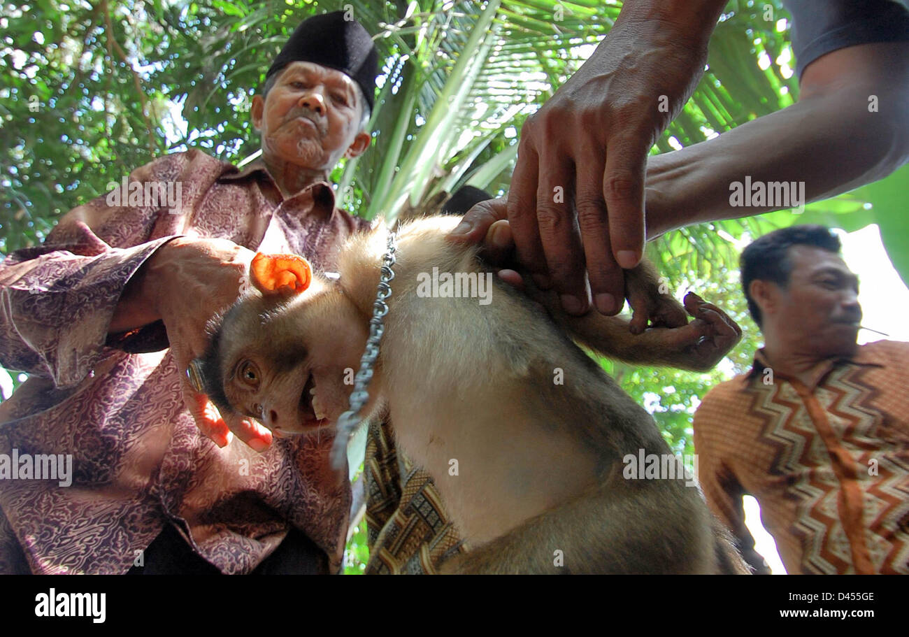 Febbraio 20, 2013 - Pariaman, a ovest di Sumatra, Indonesia - Pariaman, a ovest di Sumatra, Indonesia - 05 Marzo: Foto scattata Febbraio 20, 2013. Un commerciante vende baby di scimmia spiralina al prezzo di Rp 100.000, - (U.S.A. $ 12,00) il 20 febbraio 2013 in Sungai Sariak mercato, Pariaman, a ovest di Sumatra, Indonesia..Pigtail monkey baby (Macaca Nemestrina) venduti Prezzo di partenza di Rp 100.000 (US $ 12,00) fino a Rp 250.000 (US $ 27.00) per un bambino in Sungai Sariak mercato del bestiame, Pariaman, a ovest di Sumatra, Indonesia..'' per i maschi di scimmia venduto Rp 120.000 (US $ 14.00), mentre le femmine sono più costosi di scimmia che Rp 250 Foto Stock