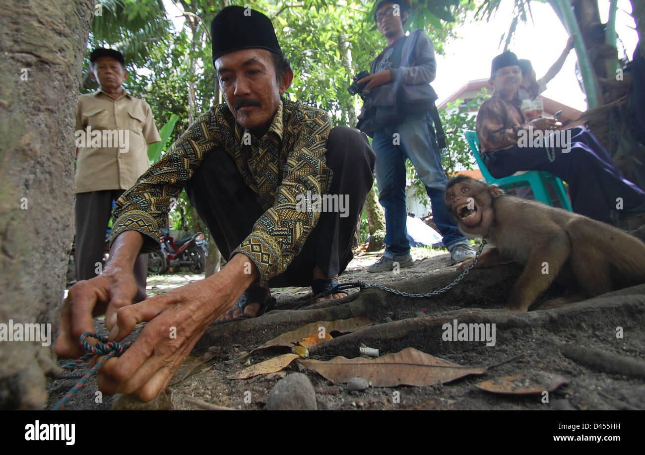 Febbraio 20, 2013 - Pariaman, a ovest di Sumatra, Indonesia - Pariaman, a ovest di Sumatra, Indonesia - 05 Marzo: Foto scattata Febbraio 20, 2013. Un commerciante vende baby di scimmia spiralina al prezzo di Rp 100.000, - (U.S.A. $ 12,00) il 20 febbraio 2013 in Sungai Sariak mercato, Pariaman, a ovest di Sumatra, Indonesia..Pigtail monkey baby (Macaca Nemestrina) venduti Prezzo di partenza di Rp 100.000 (US $ 12,00) fino a Rp 250.000 (US $ 27.00) per un bambino in Sungai Sariak mercato del bestiame, Pariaman, a ovest di Sumatra, Indonesia..'' per i maschi di scimmia venduto Rp 120.000 (US $ 14.00), mentre le femmine sono più costosi di scimmia che Rp 250 Foto Stock