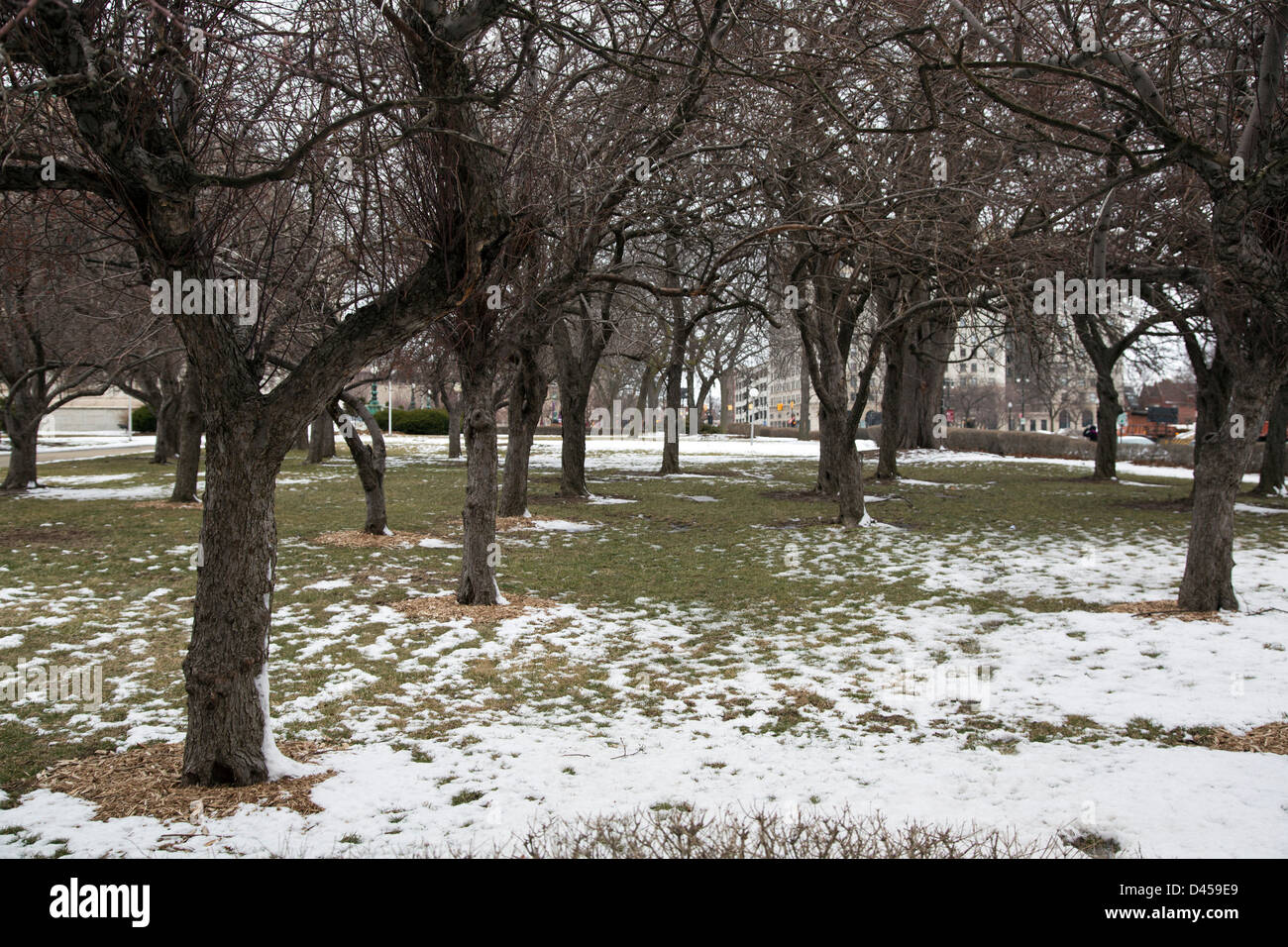 Detroit, Michigan - Alberi in inverno per motivi di Detroit Public Library. Foto Stock
