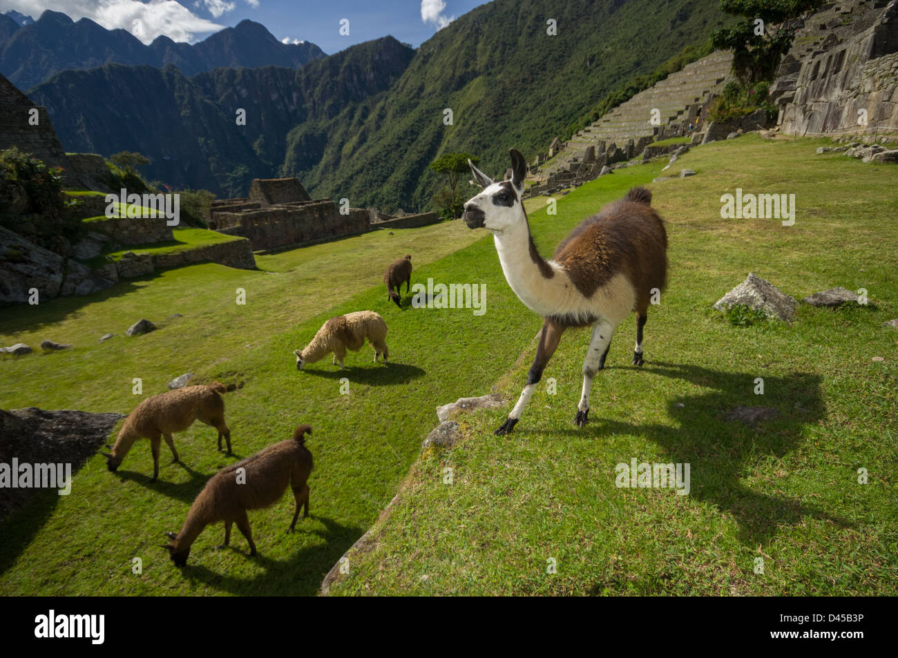 Allevamento di lama (lama glama) nelle rovine di Machu Picchu, Aguas Calientes, Perù Foto Stock