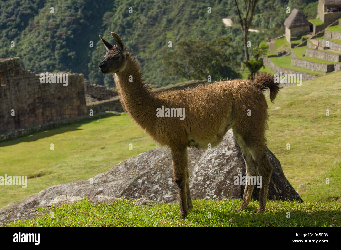 Llama (Lama glama) nelle rovine di Machu Picchu, Aguas Calientes, Perù Foto Stock