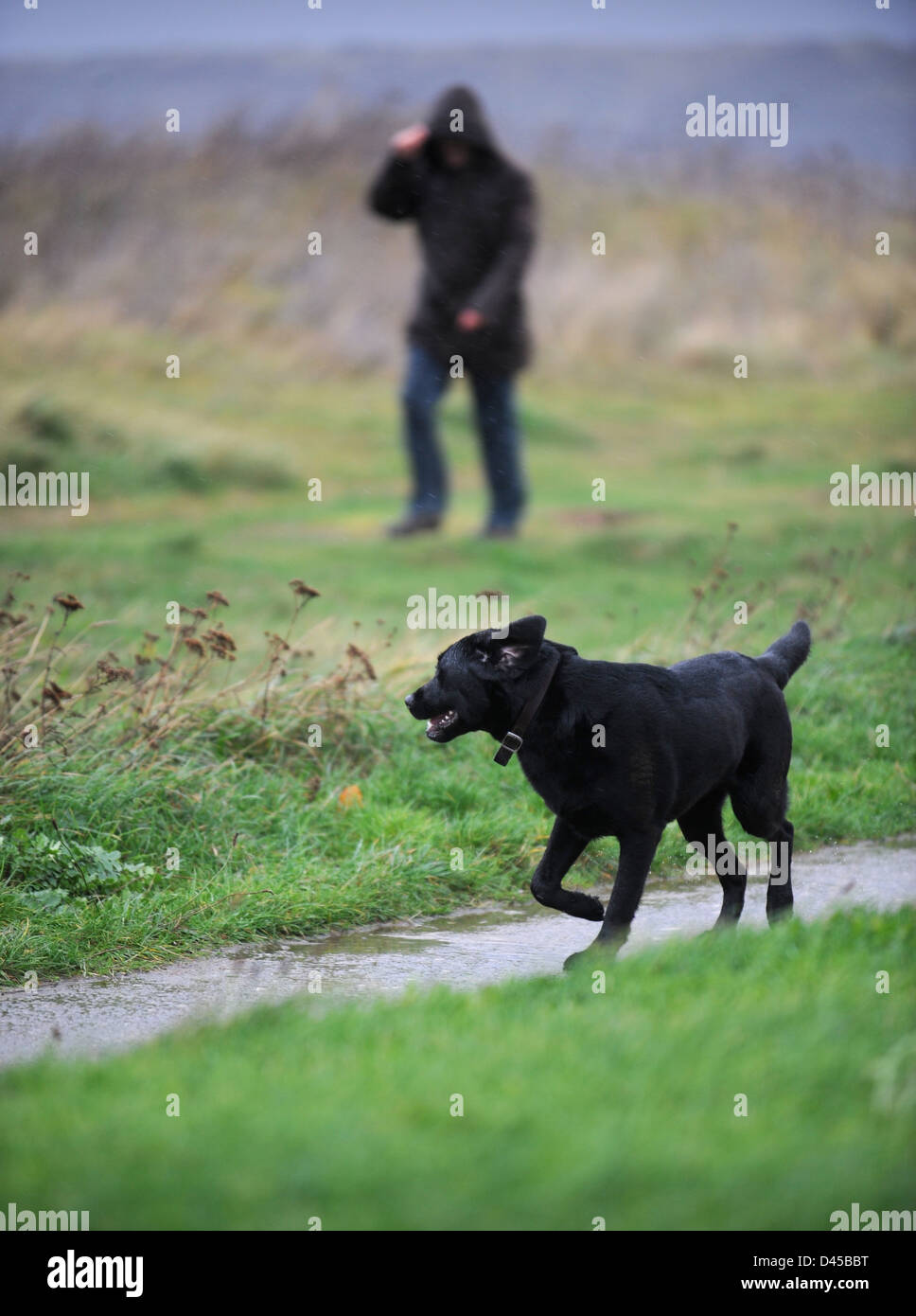 A piedi un cane in una giornata di vento REGNO UNITO Foto Stock