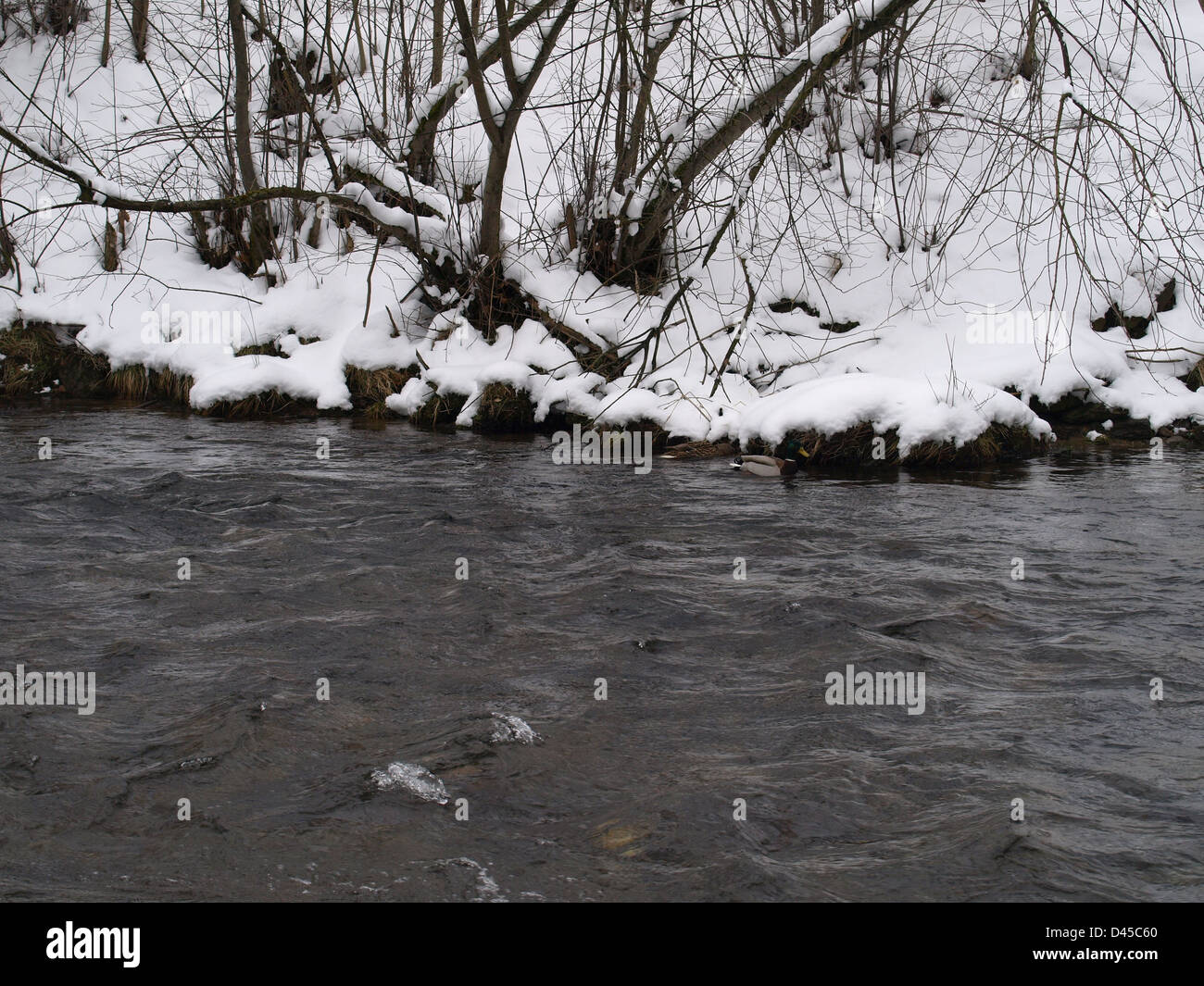 Germani reali nell'acqua di un fiume in inverno Foto Stock