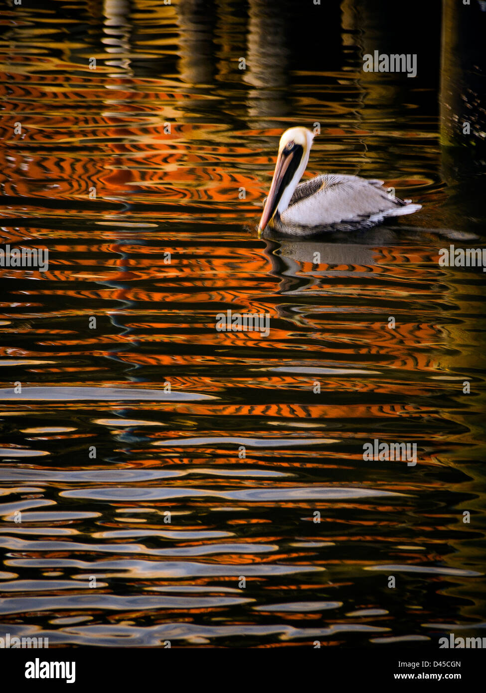 Lungo la foce nella comunità di Matlacha su Pine Island sulla costa sud ovest della Florida, USA un pellicano scivola vicino al molo Foto Stock