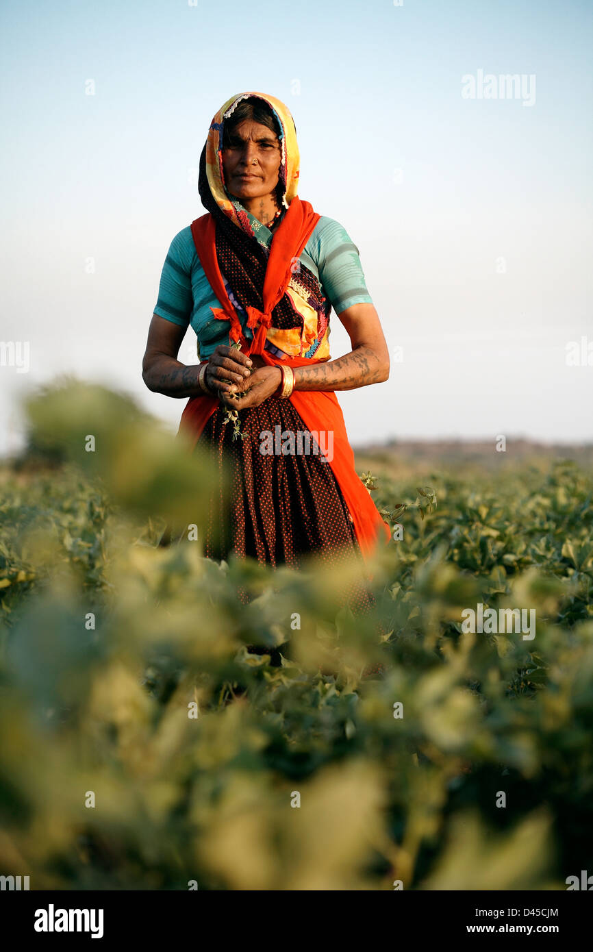 Donna indiana nel suo campo di cotone. Foto Stock