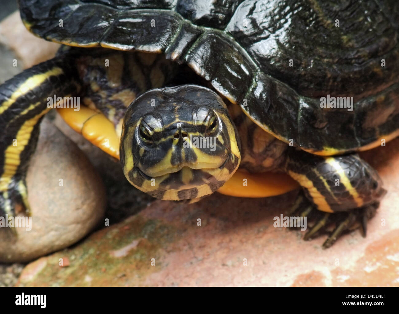 Lateralmente il ritratto di una tartaruga di acqua dolce in atmosfera pietroso Foto Stock