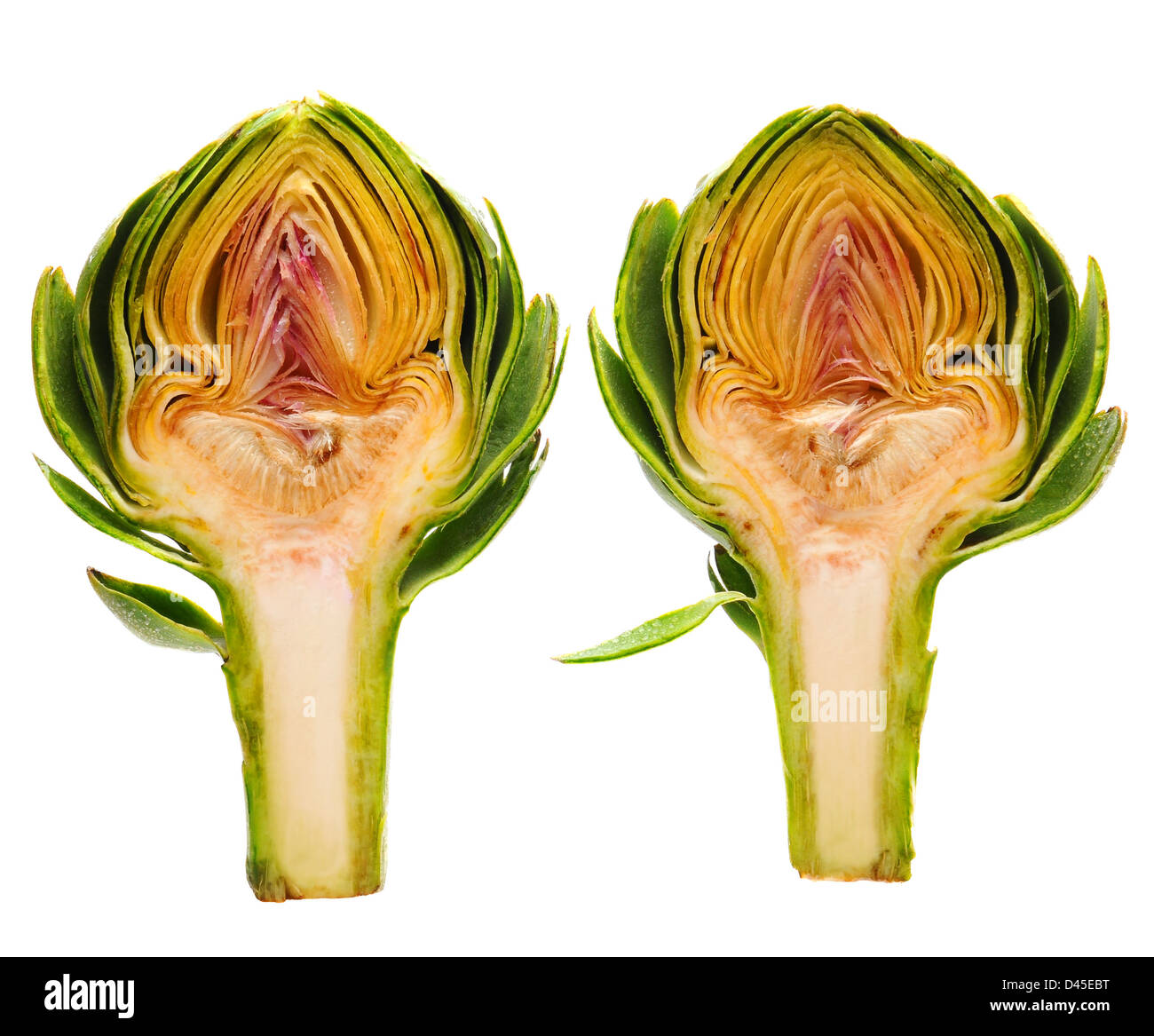 Due metà del carciofo stesso colmi di acqua e isolato su bianco. Foto Stock