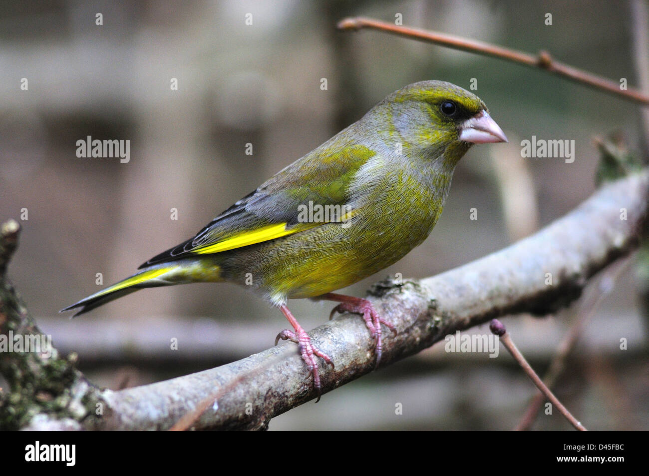 Un Verdone Foto Stock