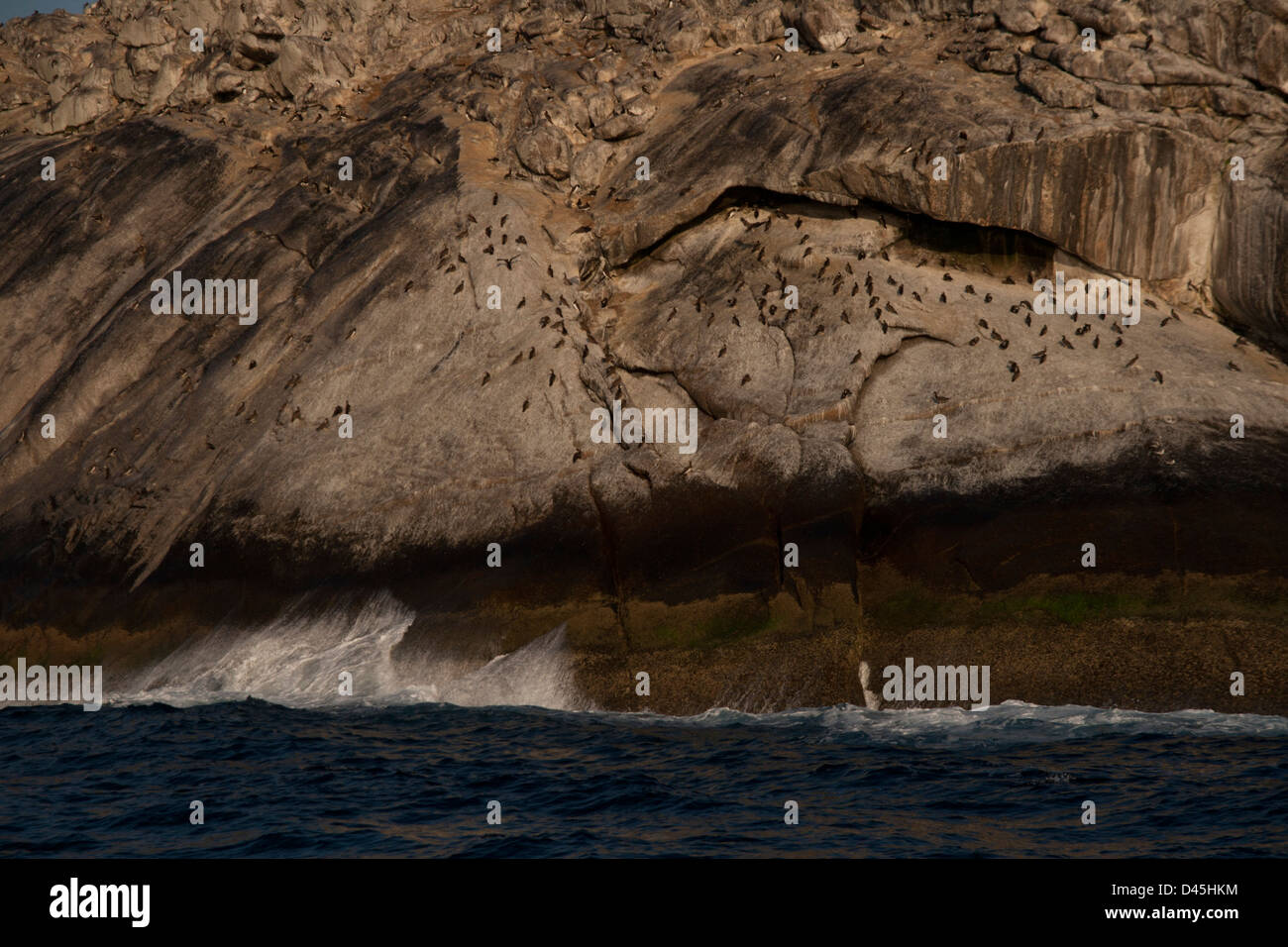 Uccelli di mare a Laje de Santos stato marino Park, stato di São Paulo a riva, a sud-est del Brasile Foto Stock