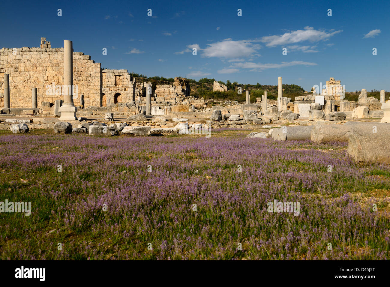Wild Lavanda fiori nell'Agorà le rovine di Perge Turchia con colonne e Gate ellenica e luna Foto Stock