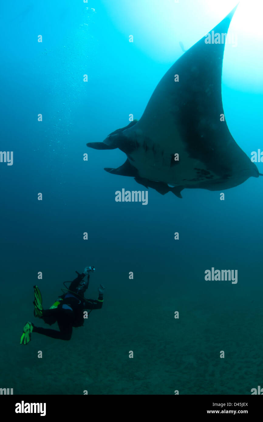 Manta ray (manta birostris) nuoto con i subacquei a Laje de Santos stato marino park a São Paulo a riva, a sud-est del Brasile Foto Stock