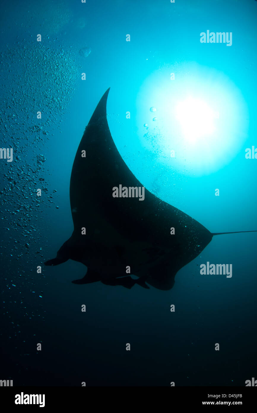 Manta ray Manta birostris sott'acqua in Laje de Santos stato marino park, a sud-est del Brasile. Foto Stock