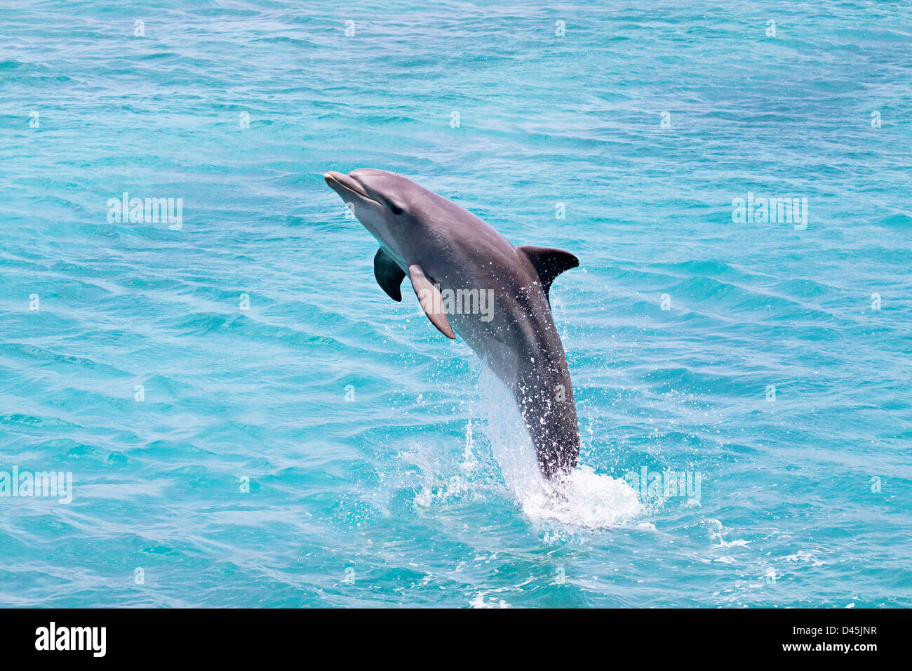 Atlantic Bottlenose Dolphin, Tursiops truncatus, salti dall'oceano off Curacao, Antille olandesi, dei Caraibi. Foto Stock