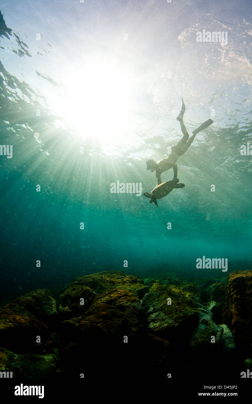 Apneista la cattura di tartaruga marina per la ricerca nel sud est del Brasile reef, Laje de Santos stato marino park Foto Stock