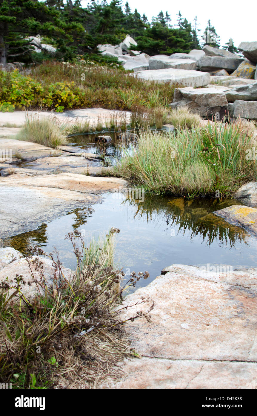 Tidepools al punto Schoodic, Parco Nazionale di Acadia, Maine Foto Stock