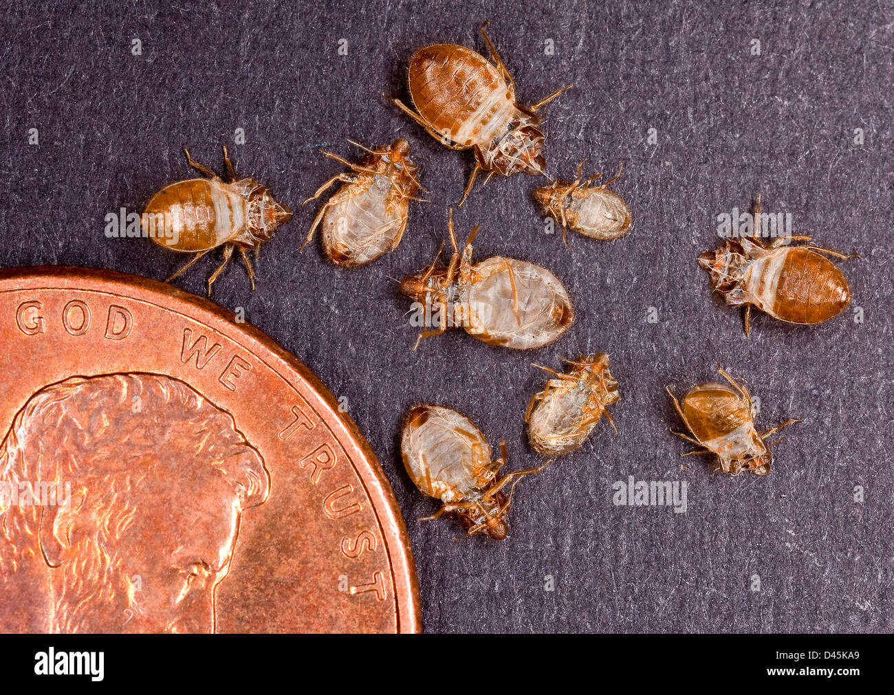 Il soldo in questa foto fornisce un senso di scala per le dimensioni del letto bug pelli raccolti per l'analisi da parte del Ministero dell'Agricoltura degli Stati Uniti gli scienziati Novembre 14, 2012 in Beltsville, MD. Foto Stock