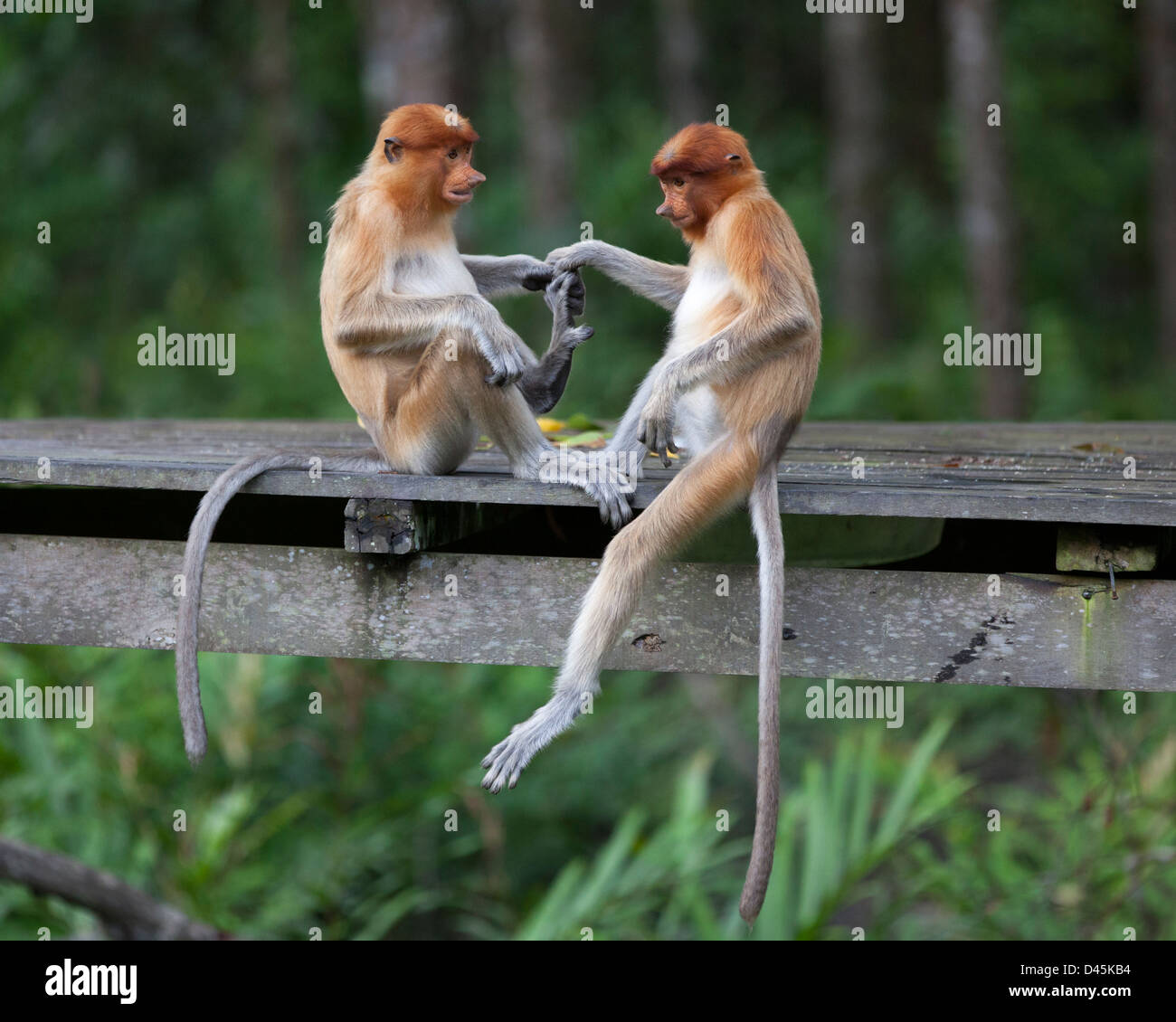 Scimmie Proboscis giovanili (Nasalis larvatus) che tengono mani e piedi sulla piattaforma di alimentazione in rifugio faunistico Foto Stock