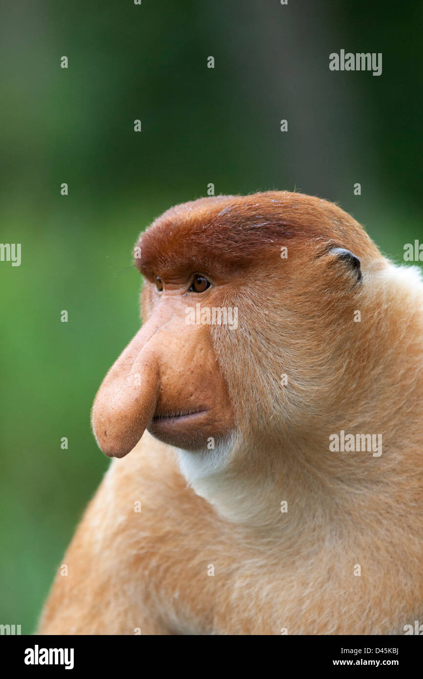 Wild Proboscis Monkey dominante maschile (Nasalis larvatus) ritratto, malese Borneo Foto Stock