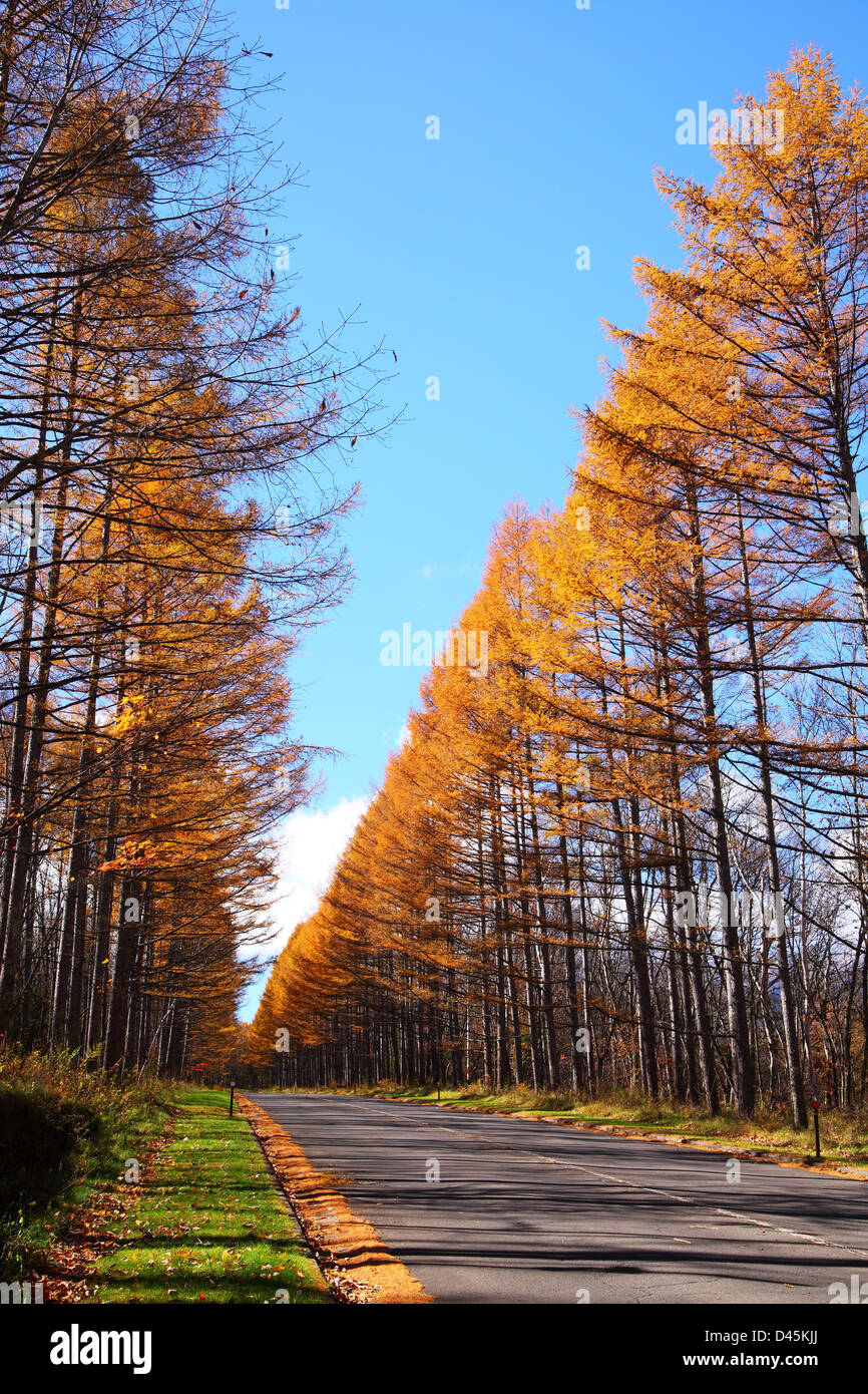 Foglie di giallo di giapponese Larch Avenue, Nagano, Giappone Foto Stock