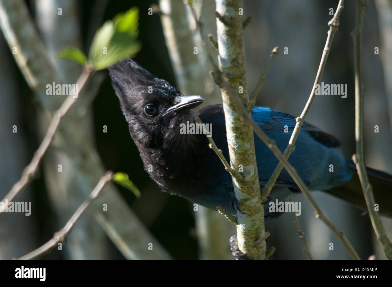Stellar Jay (Cyanocitta stelleri) appollaiato su un ramo Foto Stock