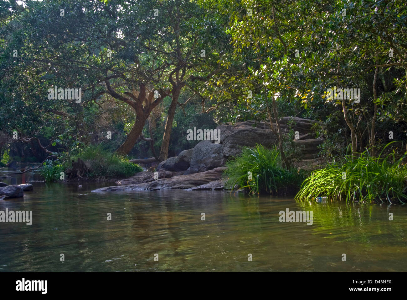 Limpido fiume acqua e verde e lussureggiante foresta boscosa a Kavery Nisarga Dhama vicino Kushalnagara, Karnataka, India, Asia Foto Stock