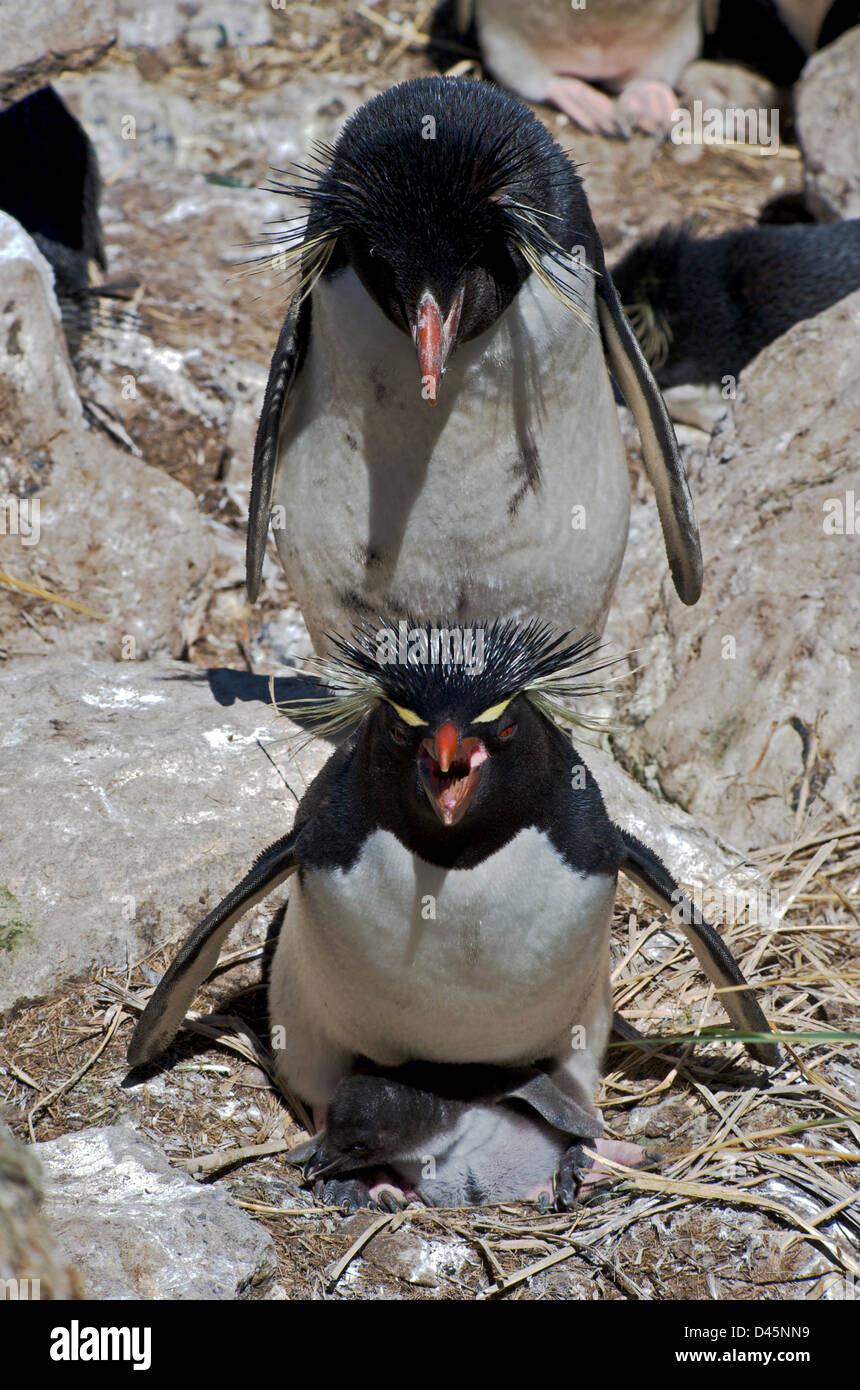A sud del pinguino saltaroccia con giovani chick nidificati in scogliere di West Point nelle isole Falkland Foto Stock