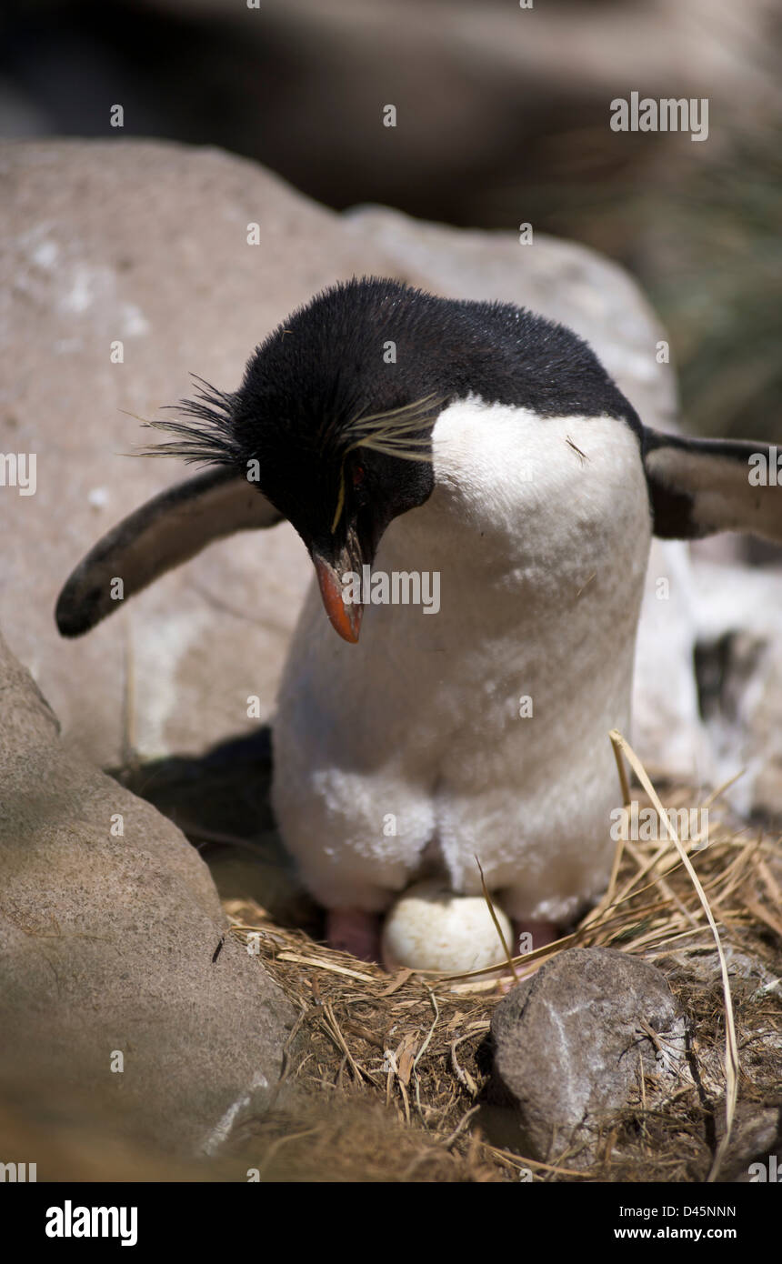 A sud del pinguino saltaroccia con giovani chick nidificati in scogliere di West Point nelle isole Falkland Foto Stock