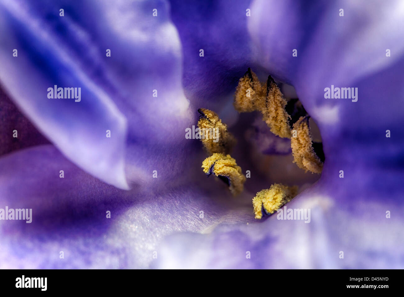 Fiore di giacinto e il polline Foto Stock