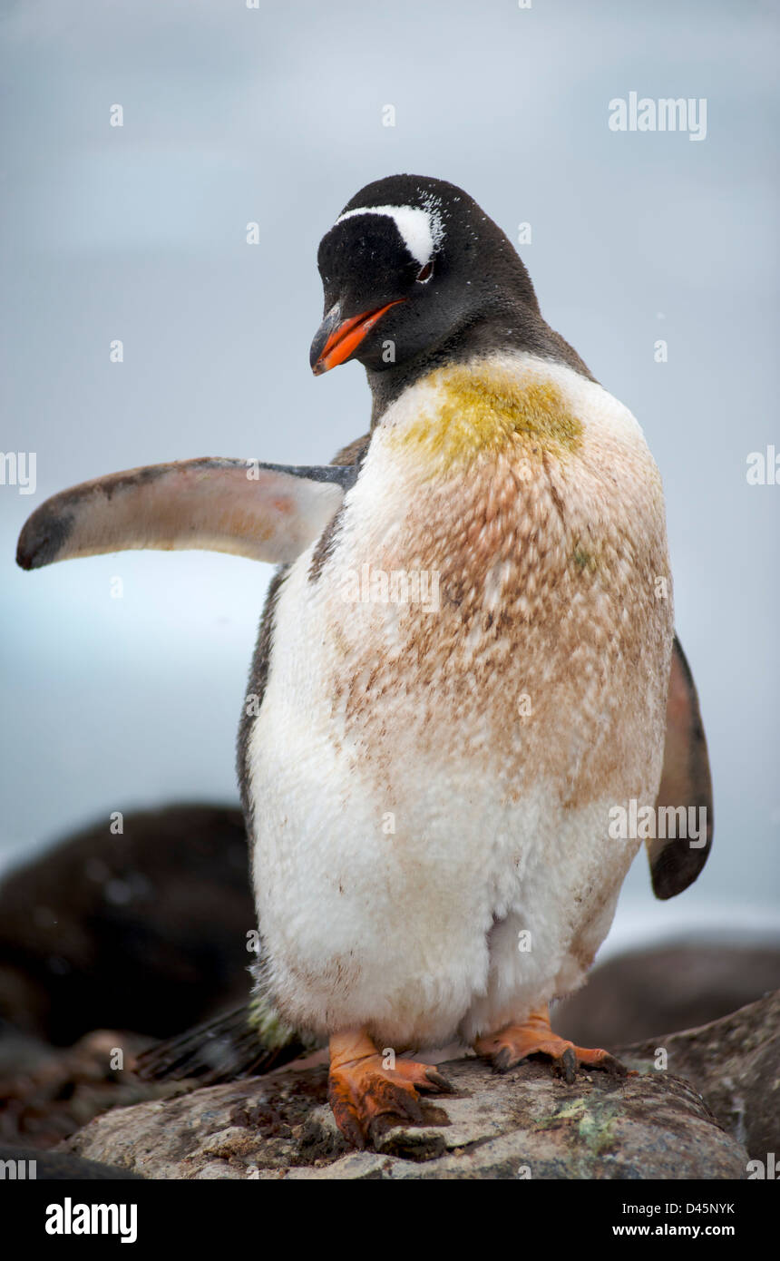 Pinguino Gentoo permanente sulla roccia in Paradise Harbour sulla penisola Antartica Foto Stock