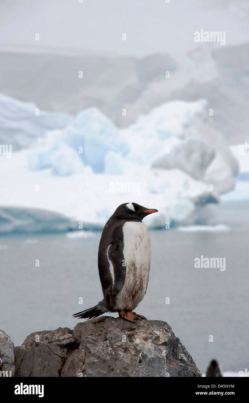 Pinguino Gentoo permanente sulla roccia in Paradise Harbour sulla penisola Antartica Foto Stock