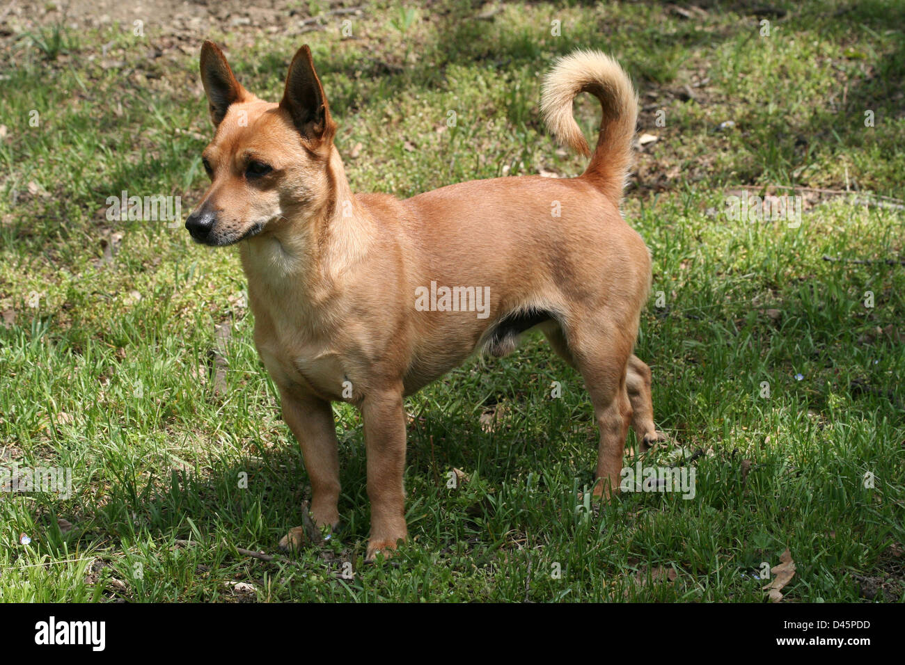 Bella incroci cane nel parco italiano Foto Stock