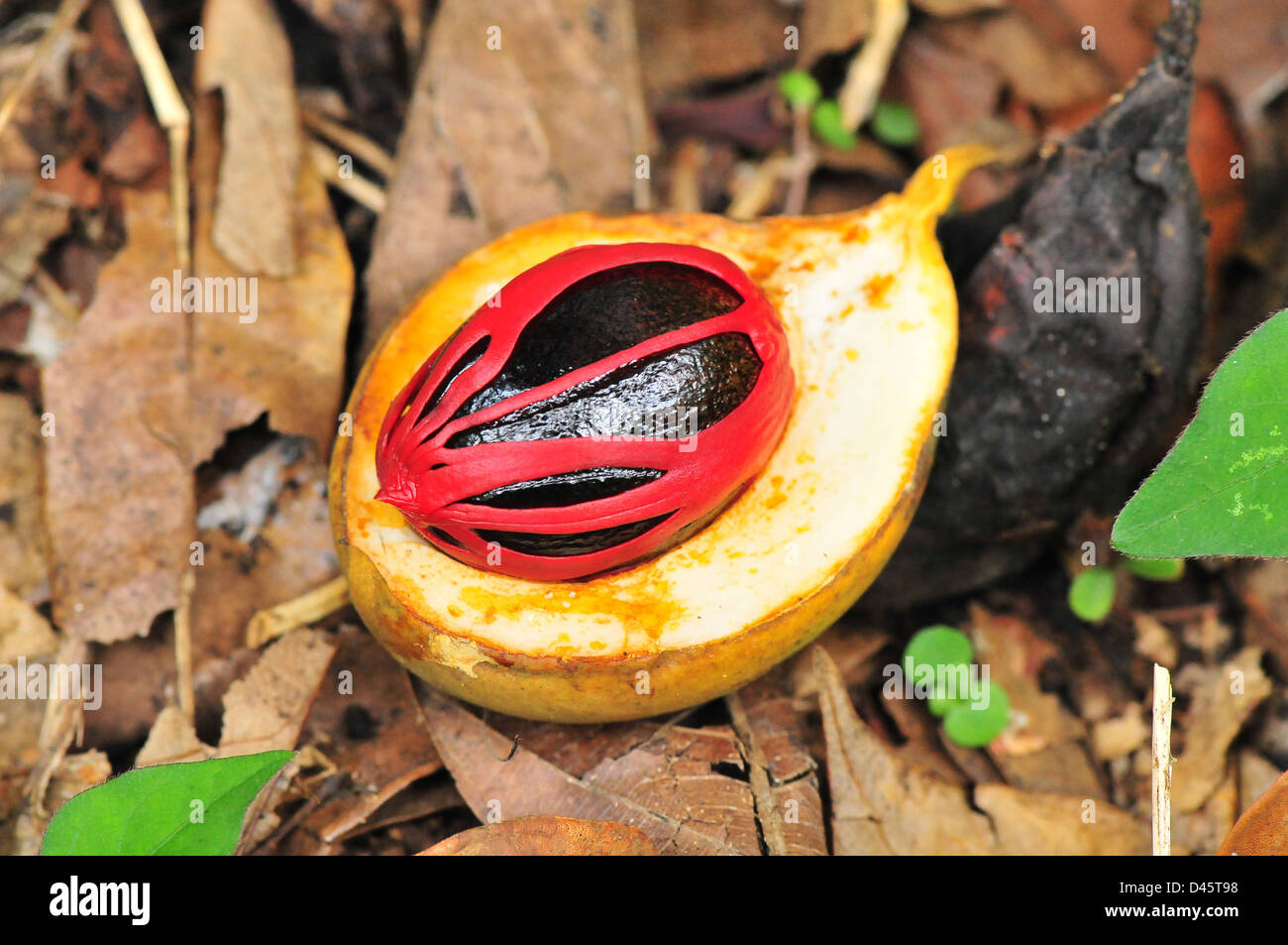 Noce moscata (Myristica fragrans) Foto Stock