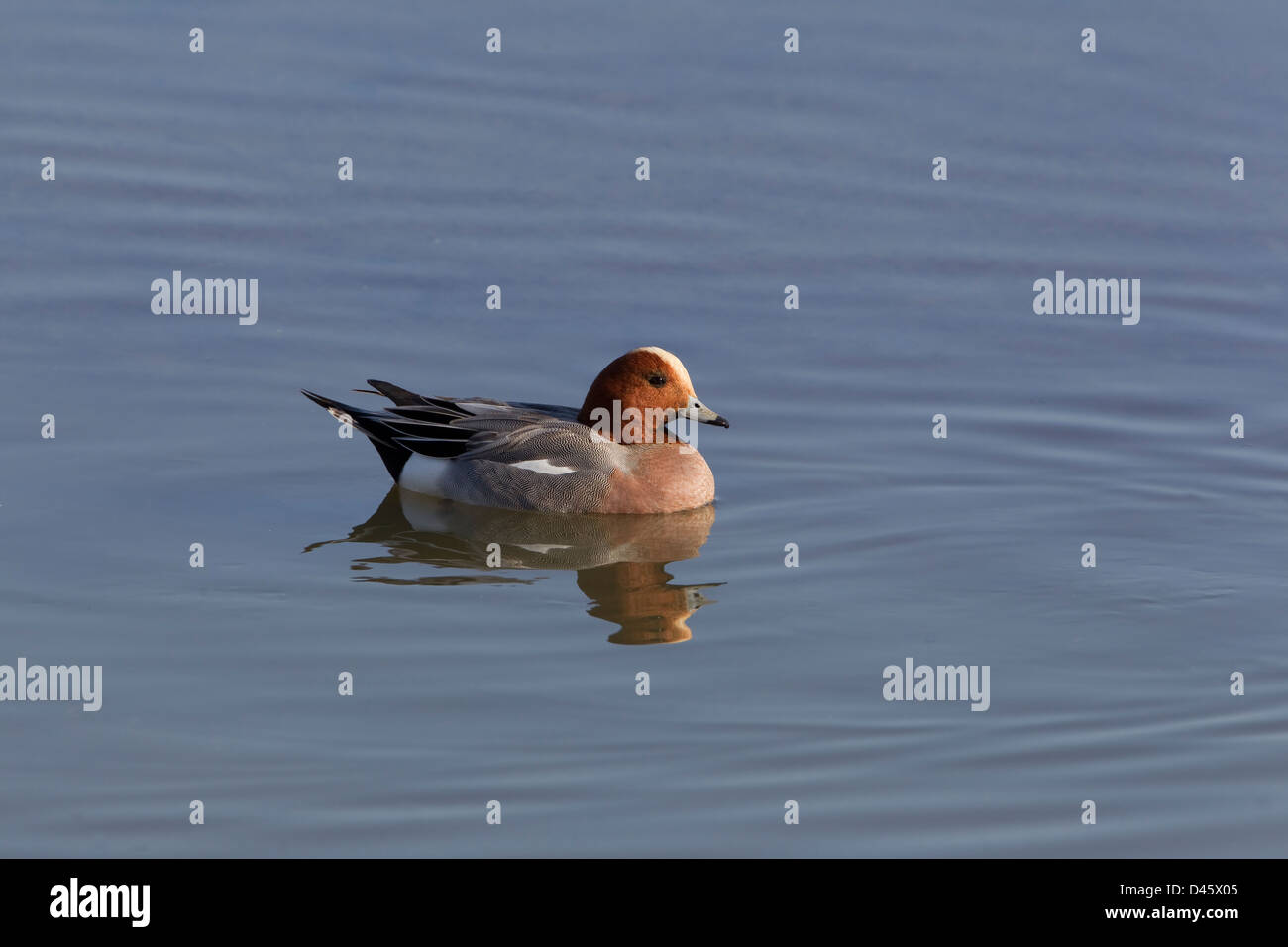 Wigeon Anas penelope solo su di un lago calmo in primavera Foto Stock