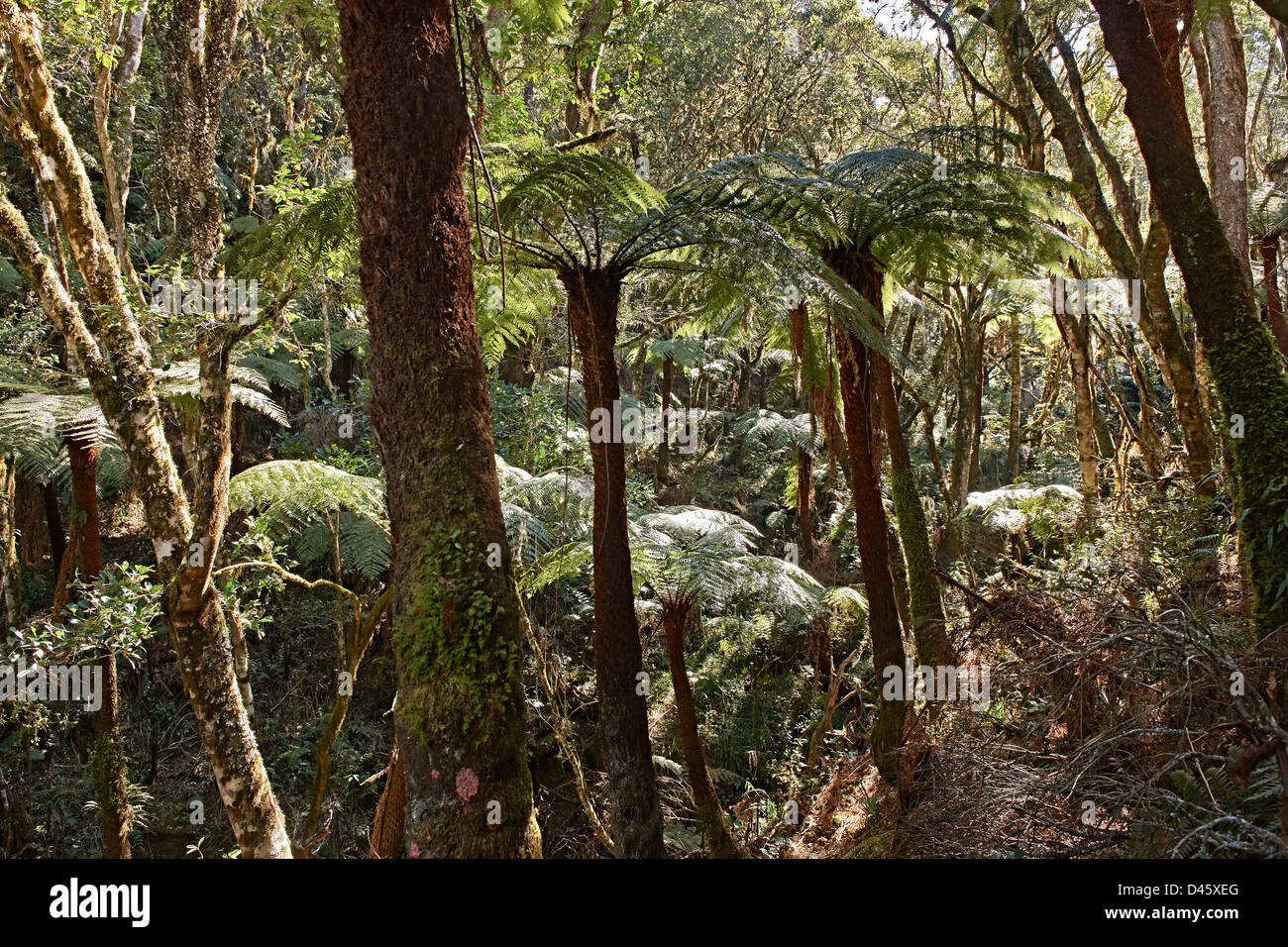 Endemico albero gigante felce, Cyatheaceae, Amboro National Park, Samaipata, Bolivia, Sud America Foto Stock