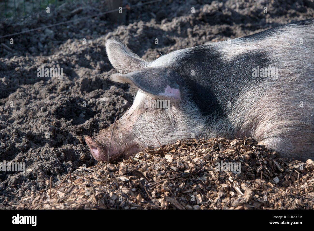 Maiale dormire nella sabbia Foto Stock