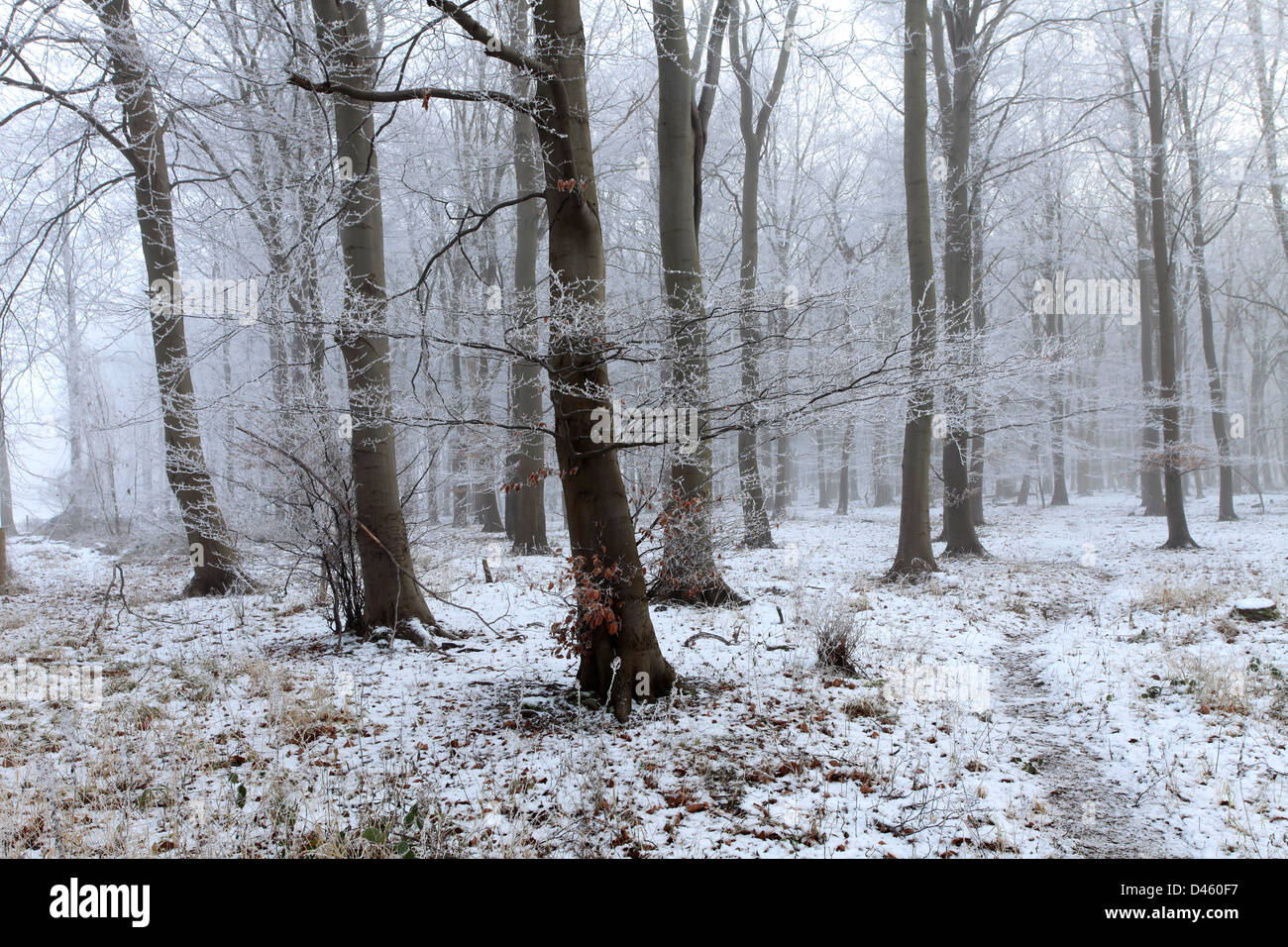 Hoare frost scena invernale, Castor Hanglands boschi, SSSI English Nature Riserva Naturale Nazionale, Cambridgeshire, England, Regno Unito Foto Stock