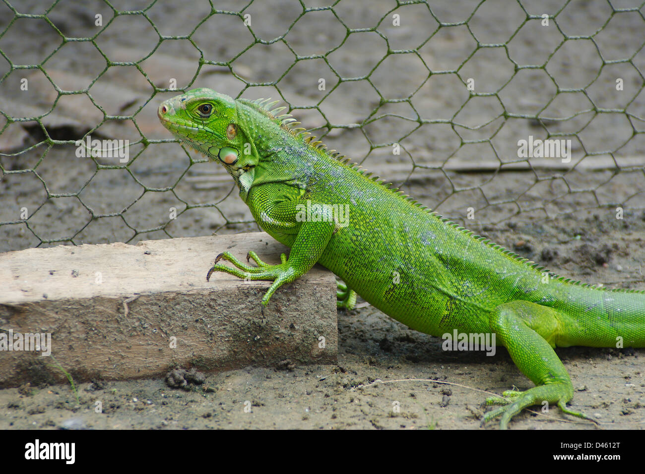 Iguana verde sul terreno Foto Stock