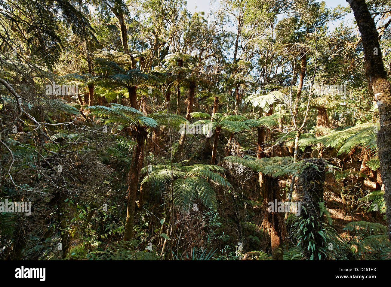 Endemico albero gigante felce, Cyatheaceae, Amboro National Park, Samaipata, Bolivia, Sud America Foto Stock