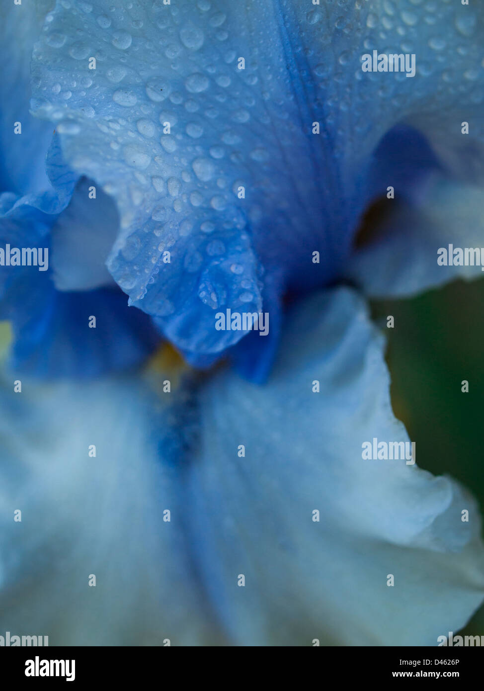 Blooming iris alla fine del ciclo di fioritura. Foto Stock