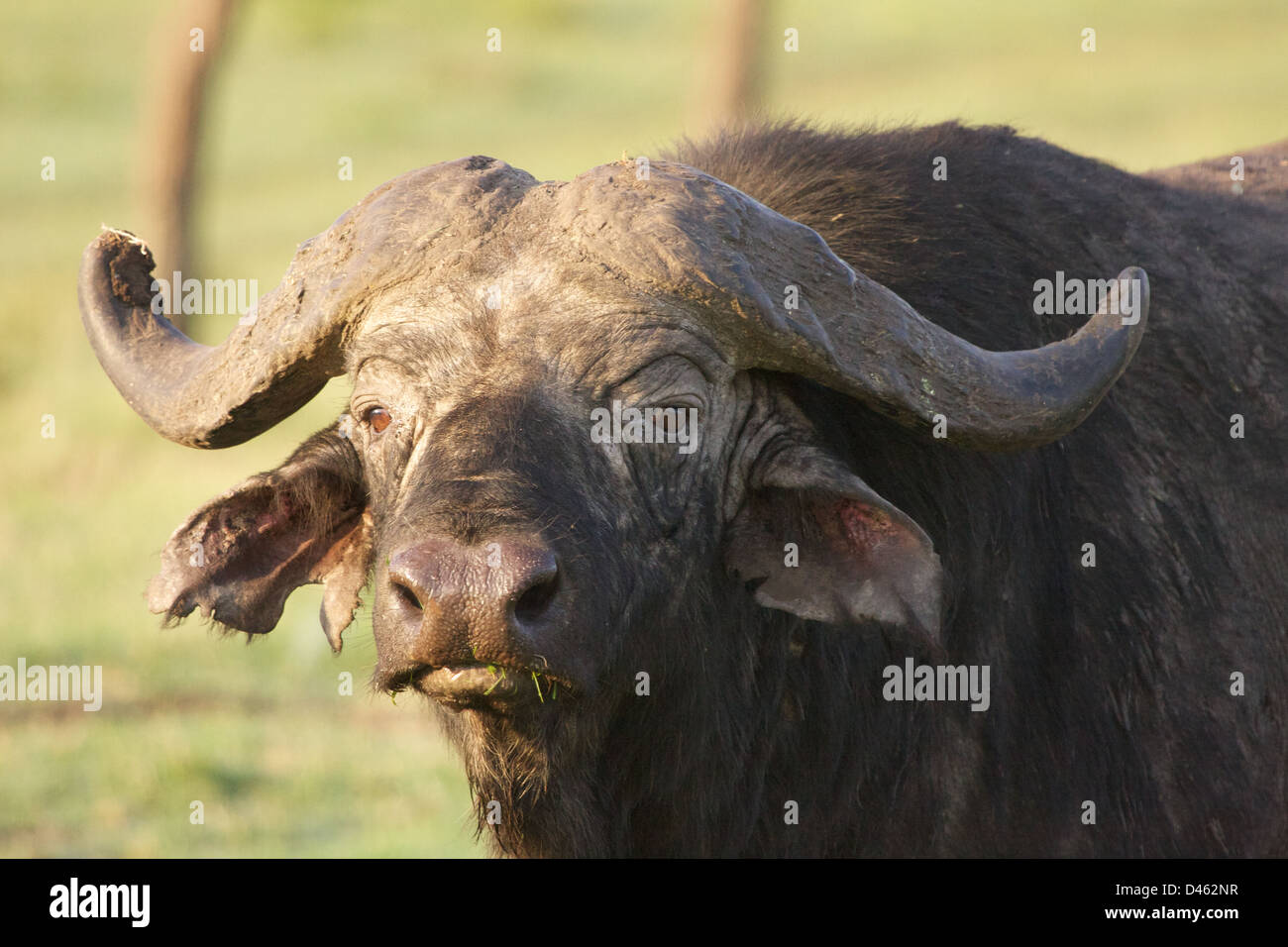 Savana Africana Buffalo Foto Stock