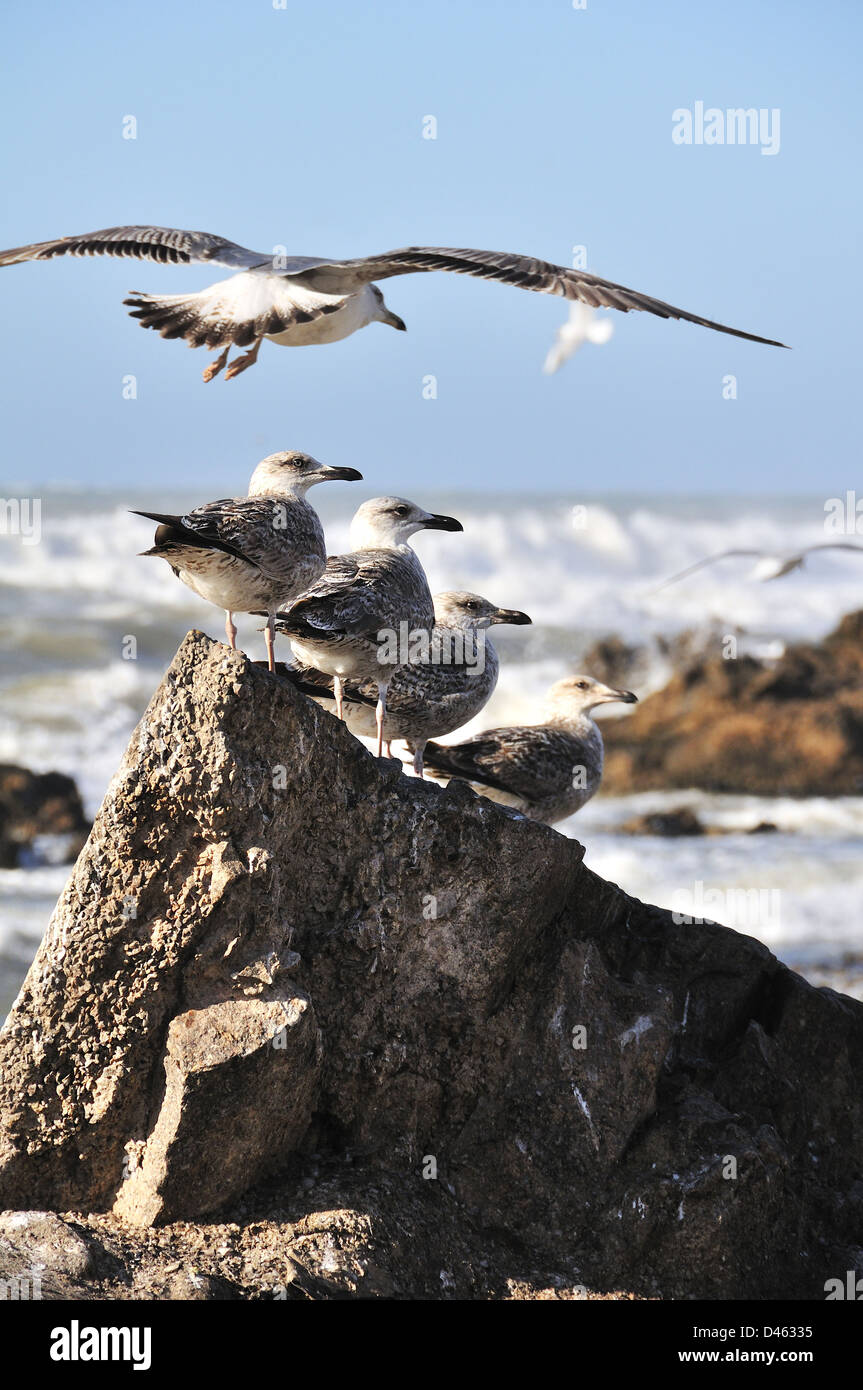 Fila di quattro giovani gabbiani in piedi su una roccia con un altro flying overhead in Atlantic città costiera di Essaouira, Marocco Foto Stock