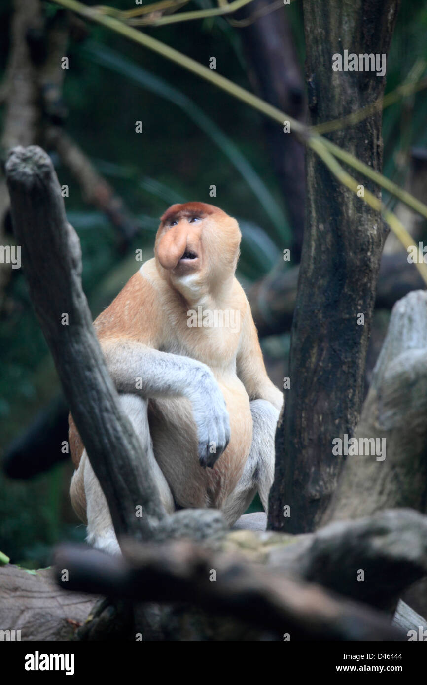 Proboscide scimmia, nasalis larvatus, Singapore Zoo, Foto Stock